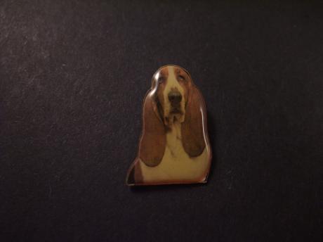 Basset( basset hound) laagbenige jachthond